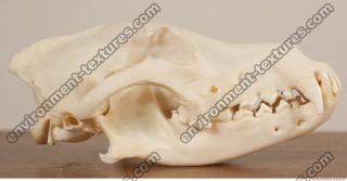 free photo reference of skull